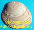 Circomphalus foliaceolamellosus, Dillwyn 1817