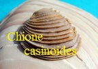 Chione casinoides, Basterot 1825