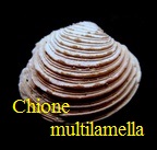 Chione multilamella, Lamarck 1818