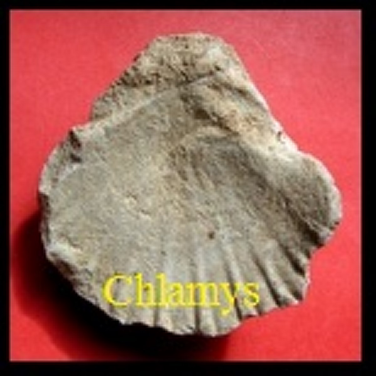 Chlamys