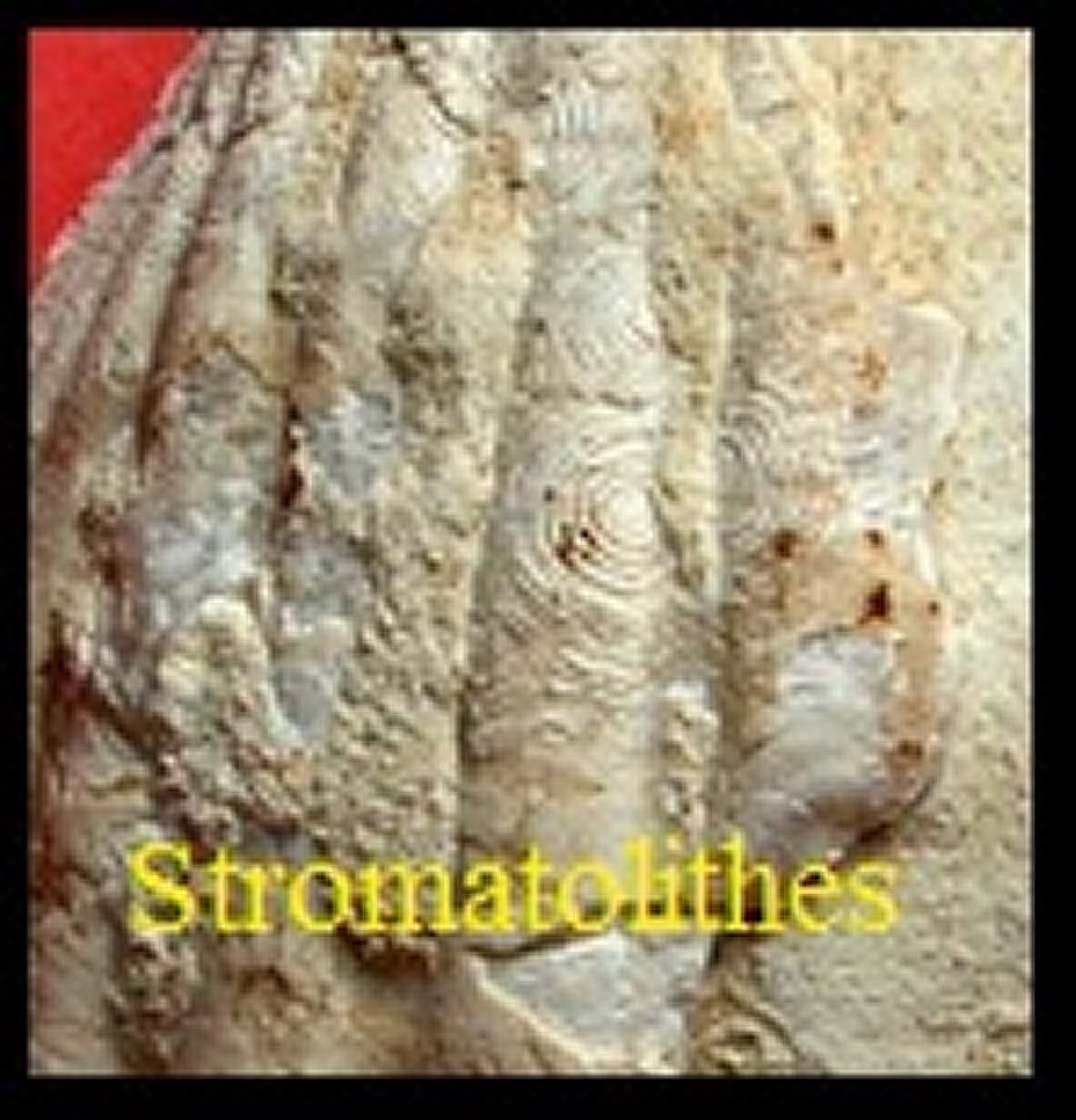 Stromatolithes