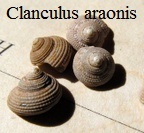 Clanculus Araonis
