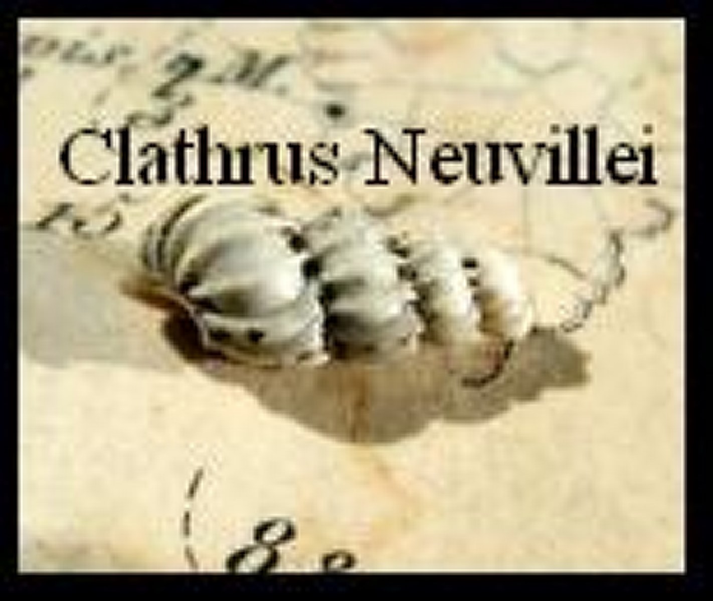 Clathrus Neuvillei