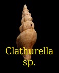Clathurella sp