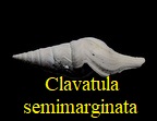 Clavatula (Perrona) semimarginata