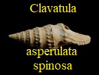 Clavatula asperulata spinosa, Defrance 1846