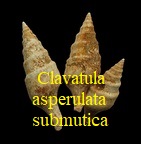 Clavatula asperulata submutica