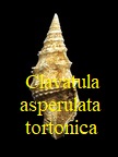 Clavatula asperulata tortonica, Peyrot 1931