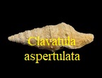 Clavatula asperulata, Lamarck 1822