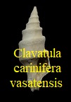 Clavatula (Perrona) carinifera vasatensis, Peyrot 1932