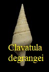 Clavatula degrangei, Peyrot 1923