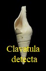 Clavatula detecta, Desmoulins 1842