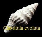 Clavatula evoluta, Mayer-Eyma 1891