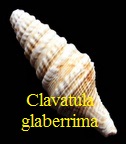Clavatula glaberrima, Grateloup 1832