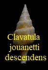 Clavatula jouanneti descendens, Hilber 1879