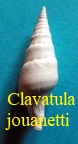 Clavatula jouanetti, Desmoulins 1842
