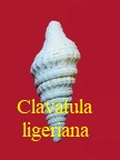Clavatula ligeriana, Peyrot 1938