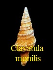 Clavatula monilis, Brocchi 1914