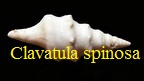 Clavatula spinosa, Grateloup 1832