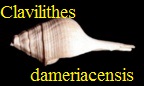 Clavilithes (Cosmolithes) dameriacensis, Deshayes 1866