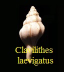 Clavilithes (Cosmolithes) laevigatus, Gmelin 1791