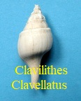 Clavilithes clavellatus, Lamarck 1803