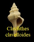Clavilithes clavelloides, Grabau 1904