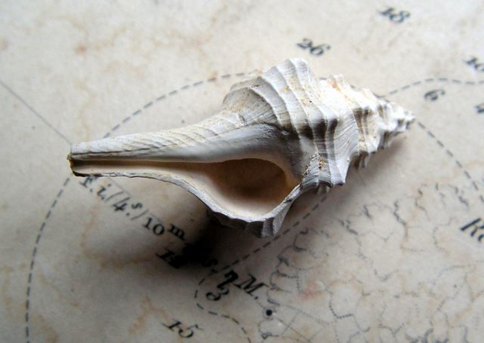 Fasciolariidae - † Clavilithes (Rhopalithes) lamarcki (Wrigley, 1927) - Lutétien (région parisienne) Clavilithes_lamarcki3