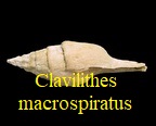 Clavilithes macrospiratus, Grabau 1904