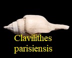 Clavellofusus parisiensis (Mayer-Eymar, 1876) 