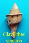 Clavilithes scalaris, Lamarck 1803 
