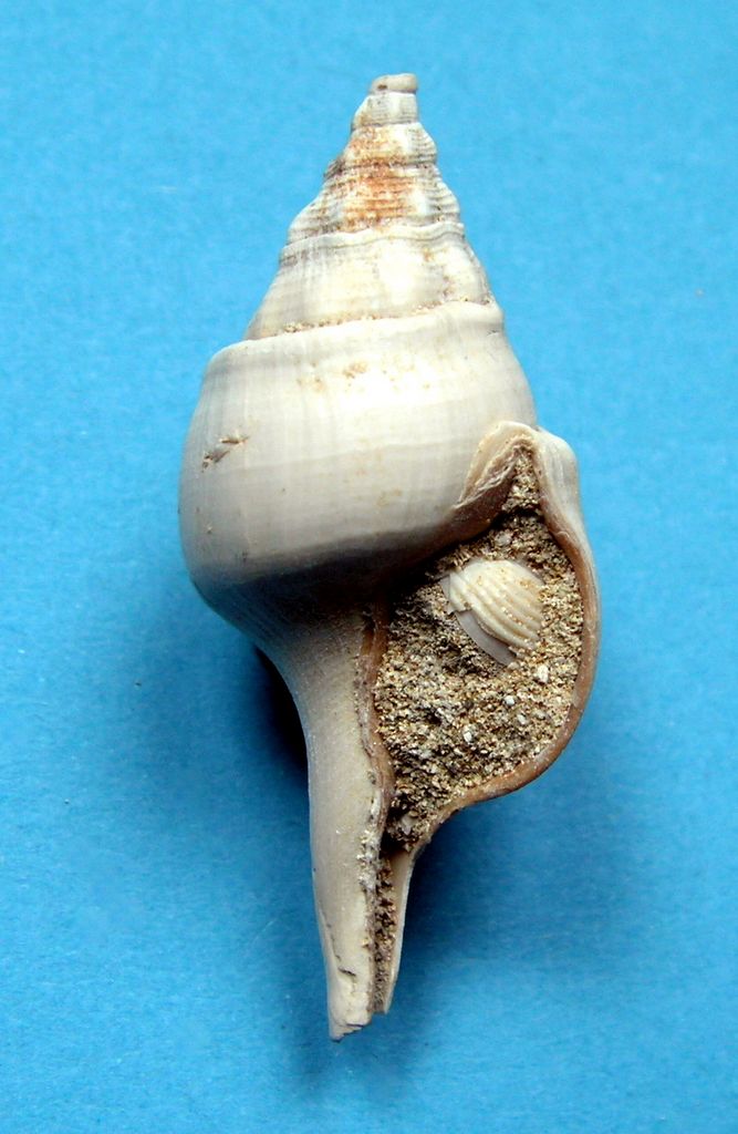 Fasciolariidae - † Clavilithes (Clavellofusus) clavellatus (LAMARCK, 1803) - Lutétien Clavsubs13