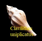 Clavilithes uniplicatus, Lamarck 1803