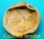 Codokia leonina, Basterot1814