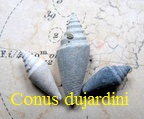 Conus (Conospira) dujardini var. sallomacens 