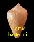 Conus basterori, Mayer-Eymar 1891