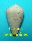 Conus betulinoides, Lamarck 1810