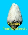 Conus burdigalensis, Mayer 1858