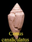 Conus canaliculatus, Brocchii 1814