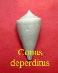 Conus deperditus, Bruguière 1792