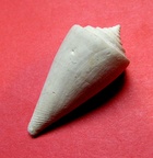 Conus deperditus, Bruguière 1792