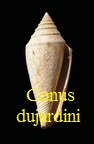 Conus dujardini, Deshayes 1845
