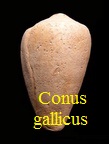 Conus gallicus, Mayer-Eymar 1890