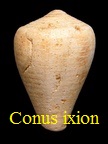 Conus ixion, A. d' Orbigny 1852