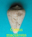 Conus (Dendroconus) maculosus, Grateloup 1835