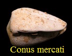 Conus mercati, Brocchi 1814