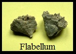 flabellum