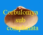 Corbulomya subcomplana, d' Orbigny