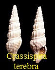 Crassispira terebra, Basterot 1825