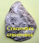 Crassostrea crassissima, lamarck 1819